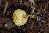 Amanita basii image