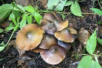 Psilocybe caerulescens image