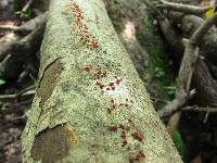 Nectria cinnabarina image