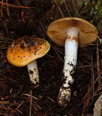 Cortinarius mucosus image