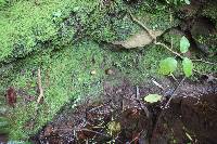 Psilocybe zapotecorum image