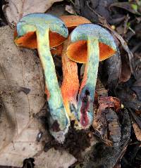 Boletus subvelutipes image