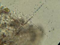 Psilocybe neoxalapensis image
