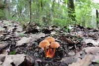 Boletus subvelutipes image