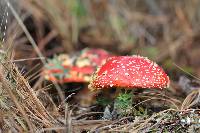 Amanita muscaria subsp. flavivolvata image