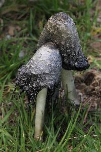 Coprinus comatus image