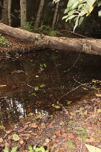 Psilocybe zapotecorum image