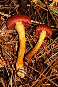 Cortinarius smithii image