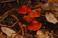 Hygrocybe coccinea image