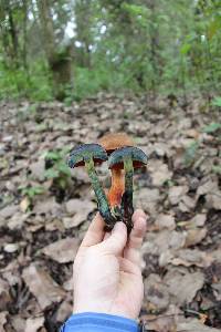 Boletus subvelutipes image