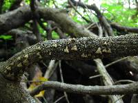 Schizophyllum umbrinum image