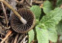 Psilocybe aztecorum image