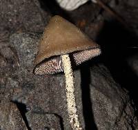 Psilocybe zapotecorum image