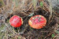 Amanita muscaria subsp. flavivolvata image