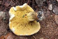 Boletus coniferarum image