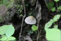 Coprinellus disseminatus image