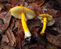 Amanita flavoconia image