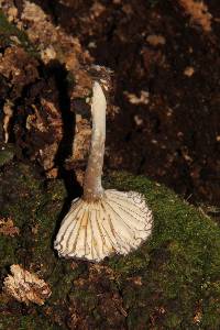 Lactarius gerardii image