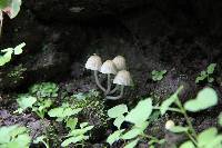 Coprinellus disseminatus image