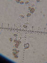 Psilocybe muliercula image