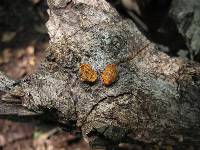 Schizophyllum umbrinum image