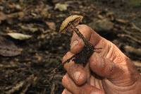 Psilocybe zapotecorum image