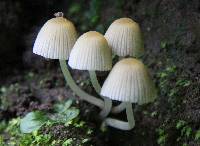 Coprinellus disseminatus image