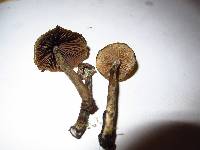 Psilocybe zapotecorum image