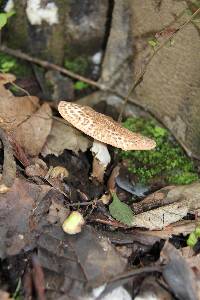 Echinoderma asperum image