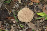 Calvatia pyriformis image