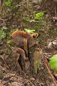 Psilocybe muliercula image