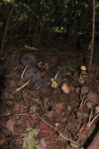 Psilocybe zapotecorum image