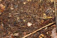 Psilocybe neoxalapensis image