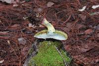 Boletus sensibilis image