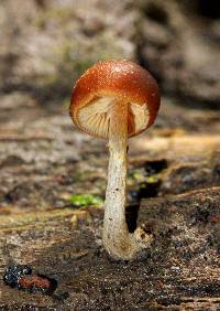 Galerina marginata image