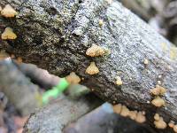 Schizophyllum umbrinum image