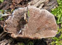 Trichaptum fumosoavellaneum image