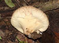 Calvatia pyriformis image