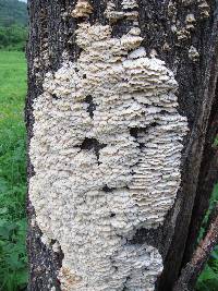 Trametes membranacea image