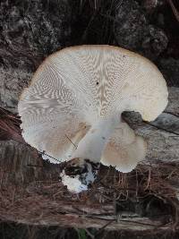 Leucopaxillus gentianeus image