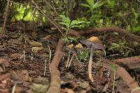 Psilocybe zapotecorum image