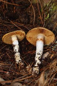 Cortinarius mucosus image