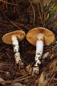 Cortinarius mucosus image