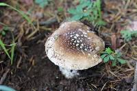 Amanita pantherina image