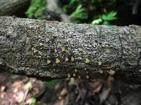 Schizophyllum umbrinum image