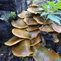 Omphalotus olivascens image