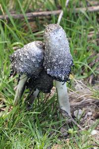 Coprinus comatus image