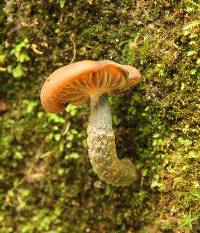 Psilocybe zapotecorum image