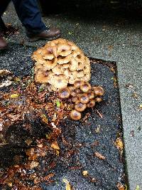 Armillaria mellea image