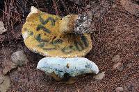 Boletus coniferarum image